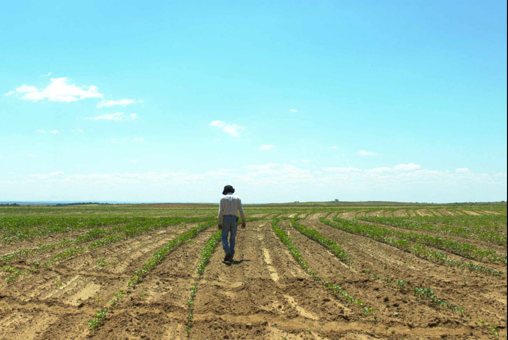 A farmer walking the rows of a young cotton field under an open blue sky