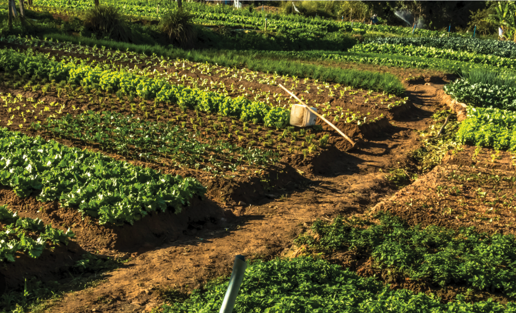 Golden-hour light across raised beds of greens on a South Carolina truck farm