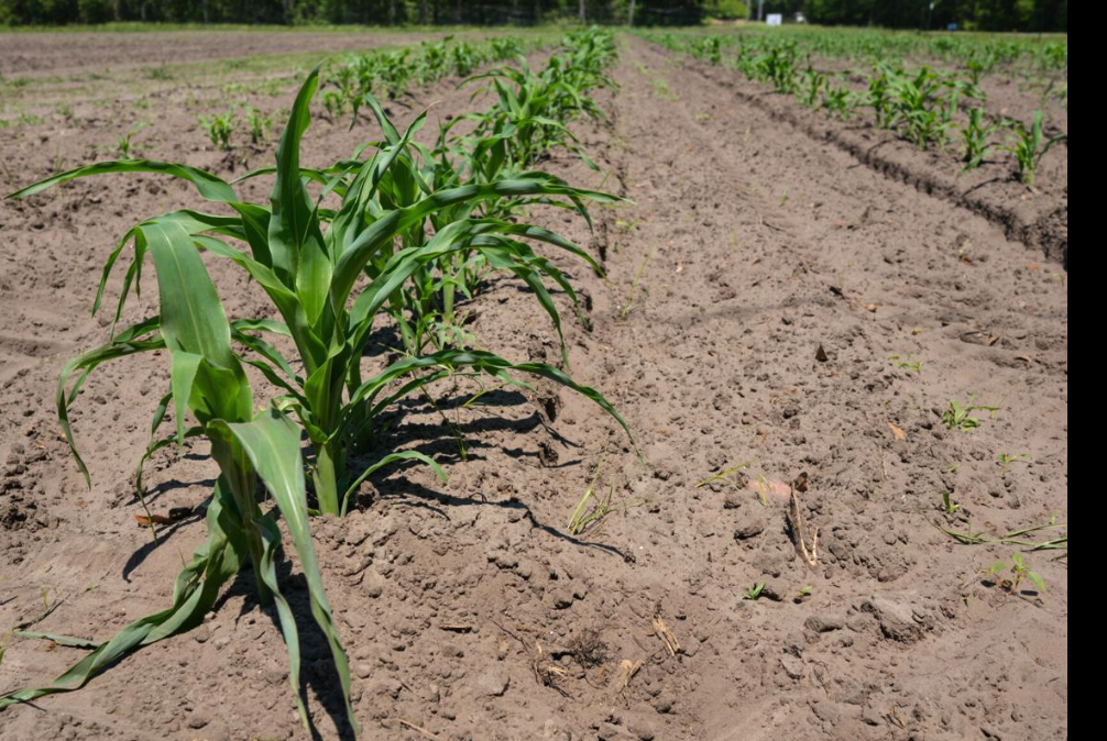 Young corn plants rising in cultivated sandy rows