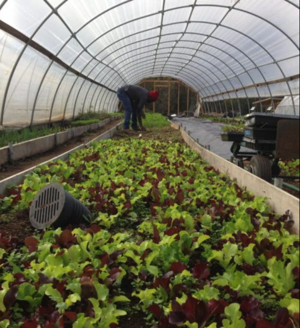 A grower tending red and green lettuce inside a high tunnel greenhouse